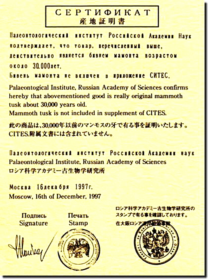 マンモス産地証明書（レプリカ）【秀碩の工房】